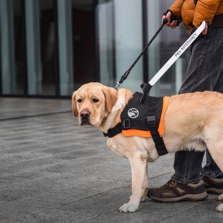 Лабрадор ретривер поводырь