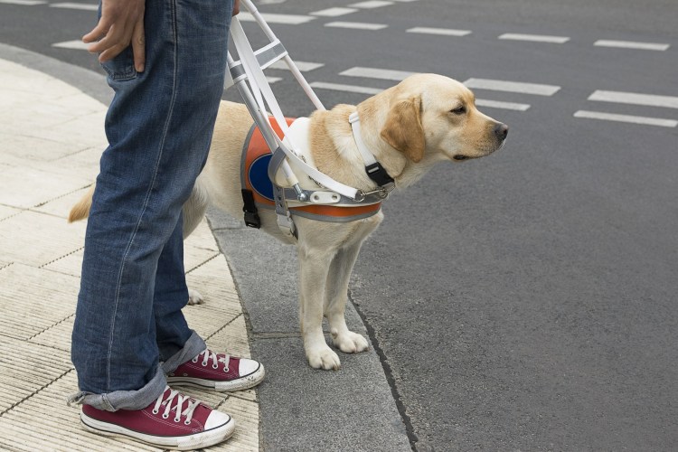 Собака для слепых