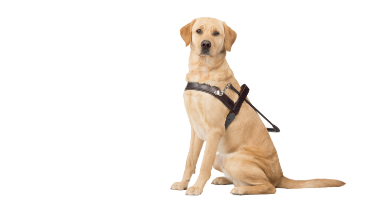 Собака помощник Максим Сорокин