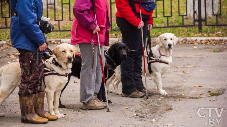 Лабрадор ретривер поводырь