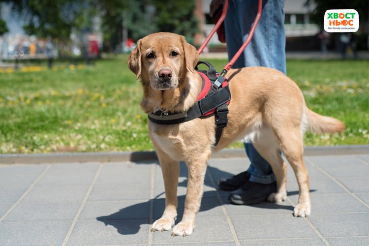 Собака поводырь лабрадор