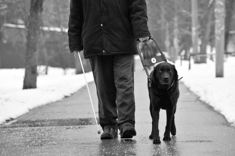 Собака поводырь лабрадор