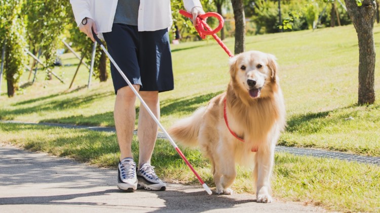 Собака поводырь препятствия
