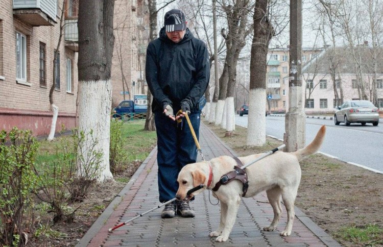 Собака поводырь и трость
