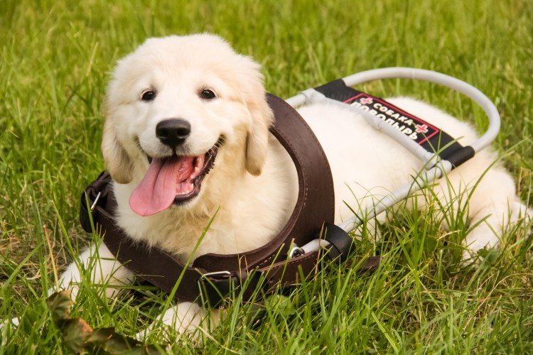 Лабрадор ретривер собака поводырь
