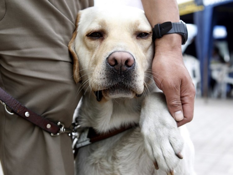 Бордер колли поводырь