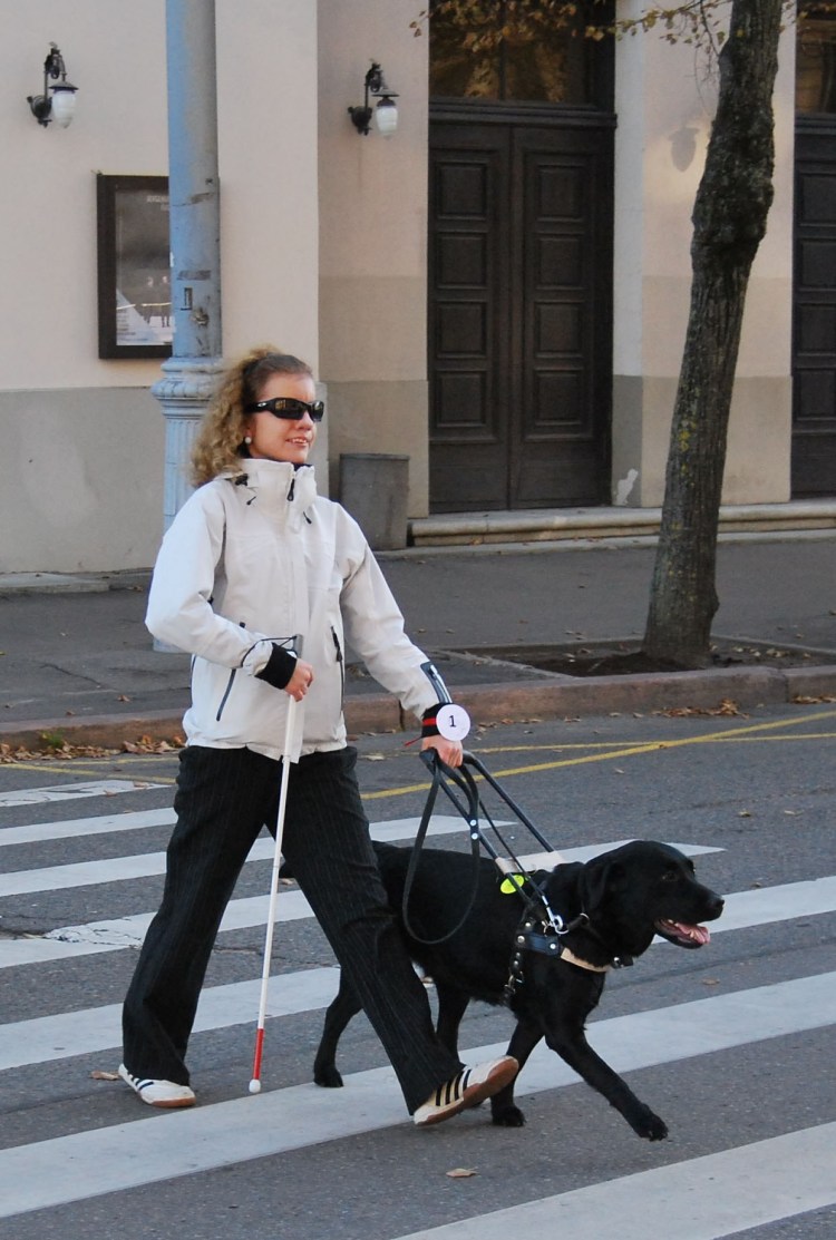 Лабрадор ретривер поводырь