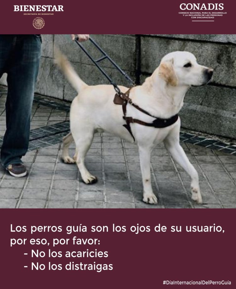 Ротвейлер поводырь