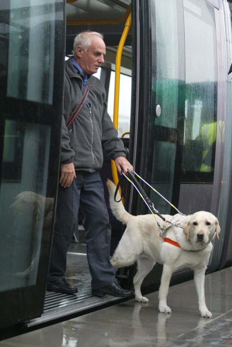 Собака поводырь Доберман