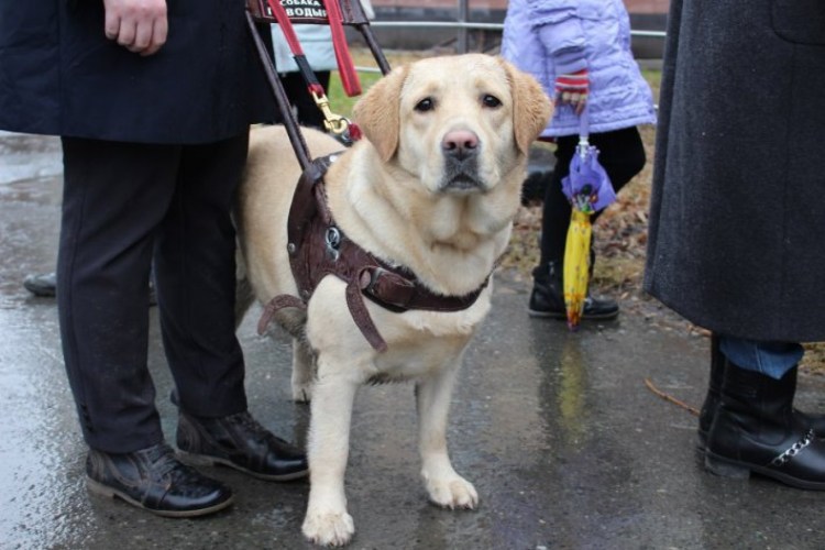 Лабрадор поводырь для слепых