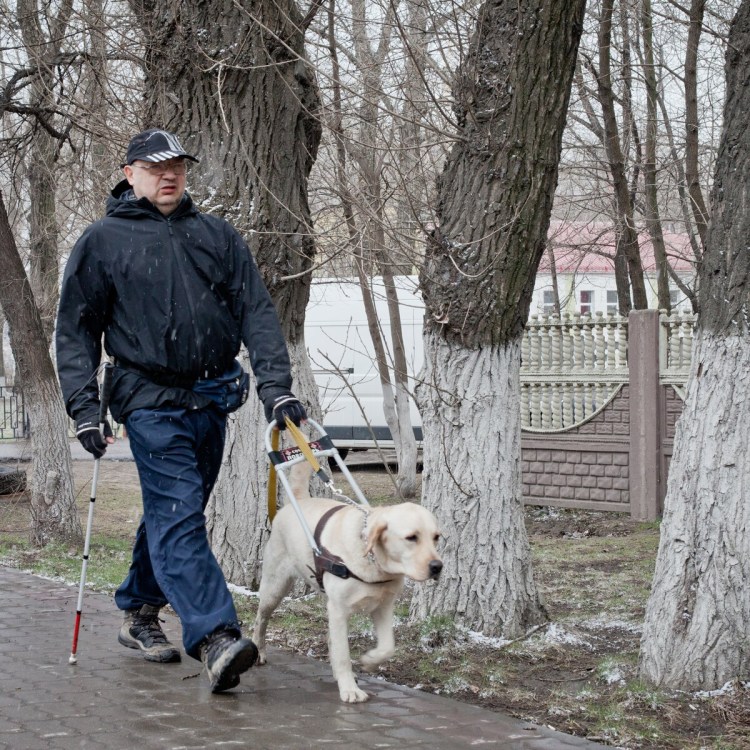 Собака поводырь табличка