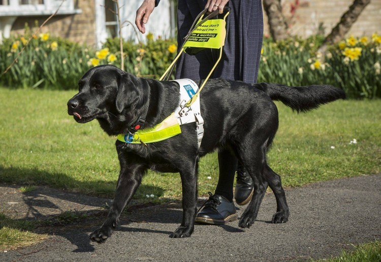Лабрадор ретривер поводырь