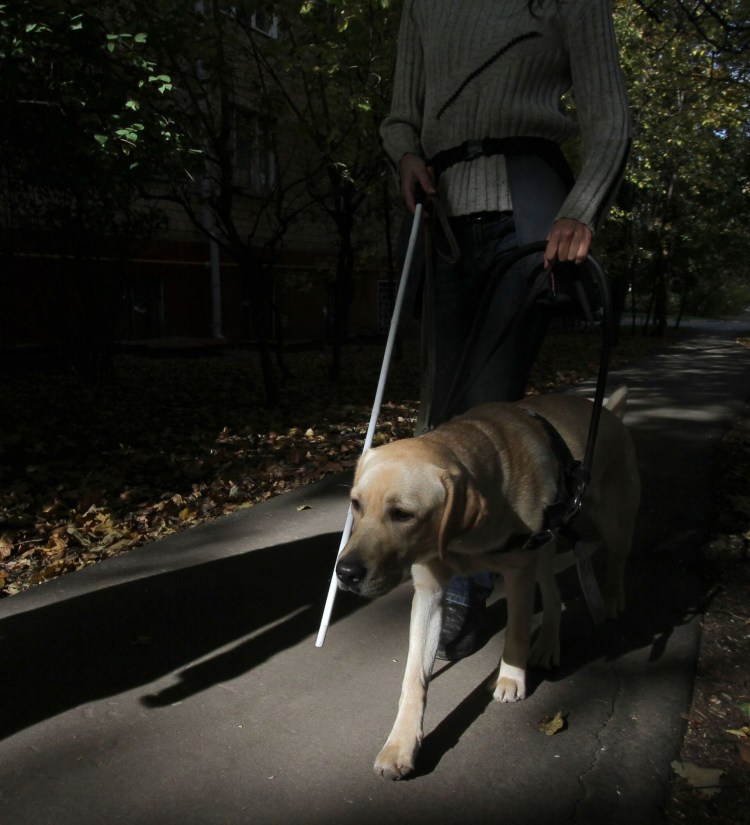 Лабрадор ретривер поводырь