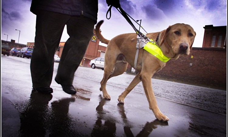 Слепой с поводырем