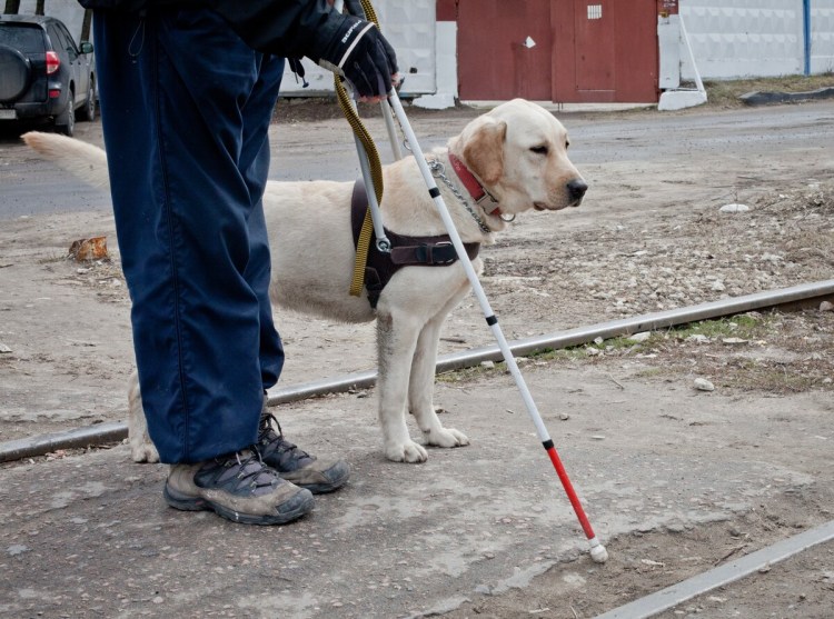 Собака поводырь