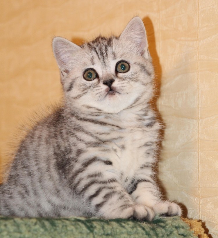 Скоттиш страйт кот рыжий