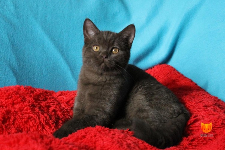 Скоттиш страйт рыжий