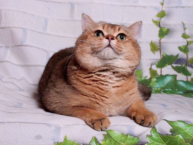 Шотландская кошка скочиш страйк