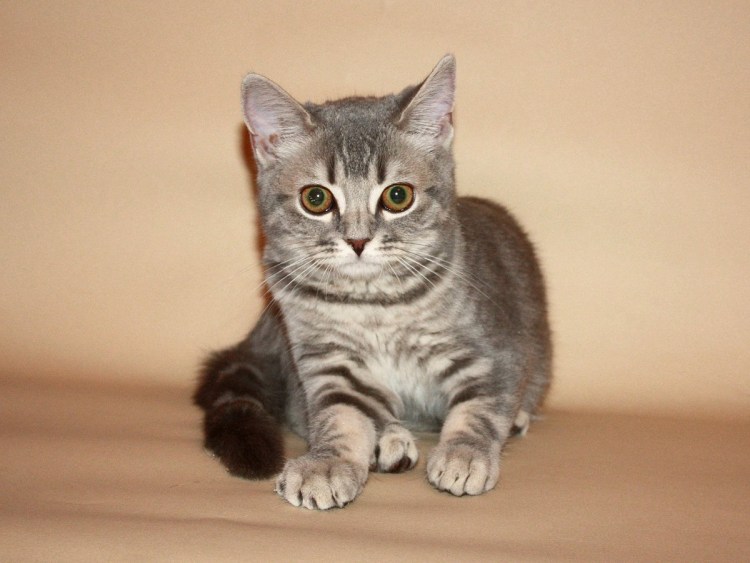 Шотландская кошка прямоухая