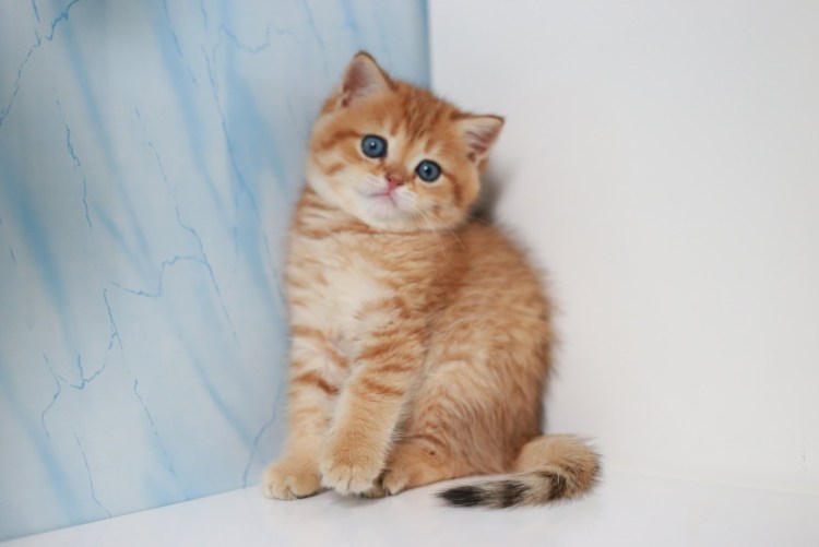 Шотландская прямоухая котенок