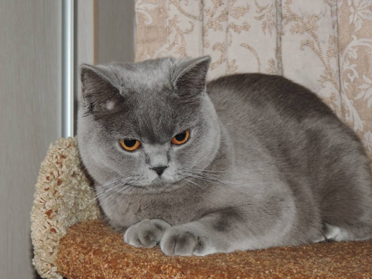 Шотландский скоттиш страйт мраморный