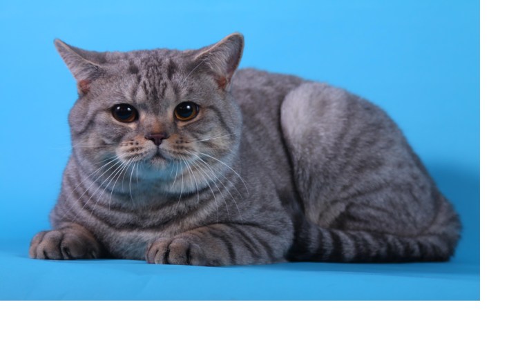 Шотландская кошка страйт