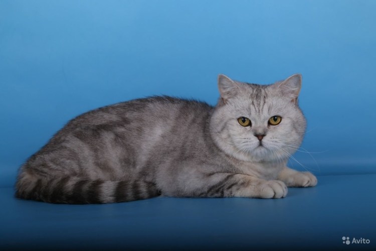 Шотландский скотишишь страйт