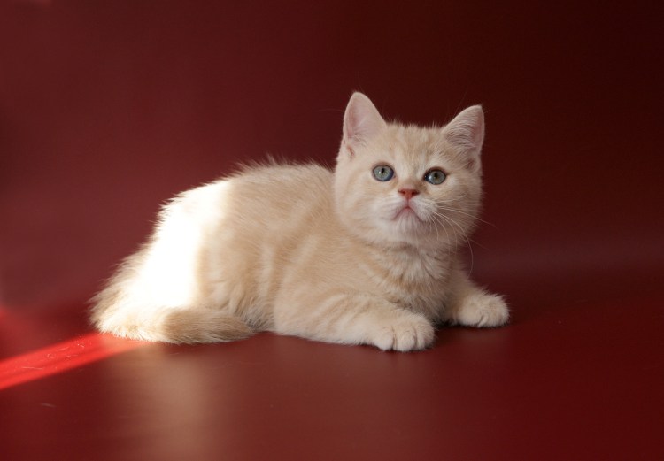 Шотландская кошка прямоухая