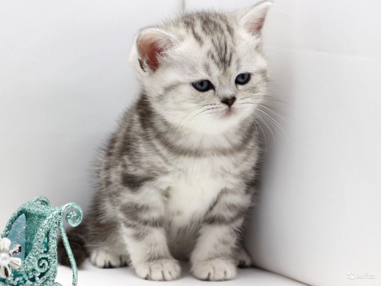 Шотландская страйт прямоухая