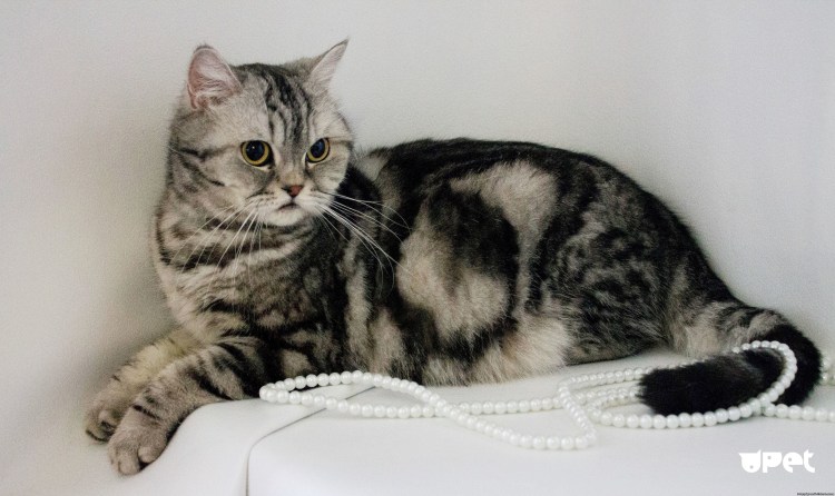 Скоттиш-страйт Шотландская прямоухая