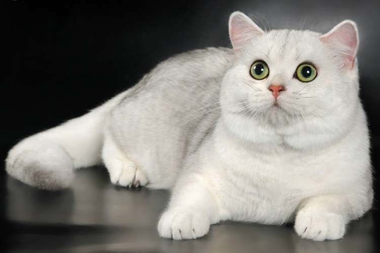 Скоттиш страйт