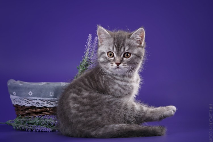 Скоттиш страйт лиловый мрамор