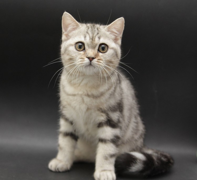 Шоколадный скоттиш страйт кот