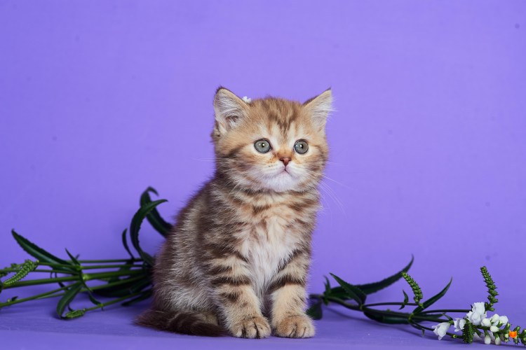 Шотландский скоттиш страйт мраморный