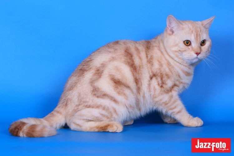 Шотландский скотчштрайд