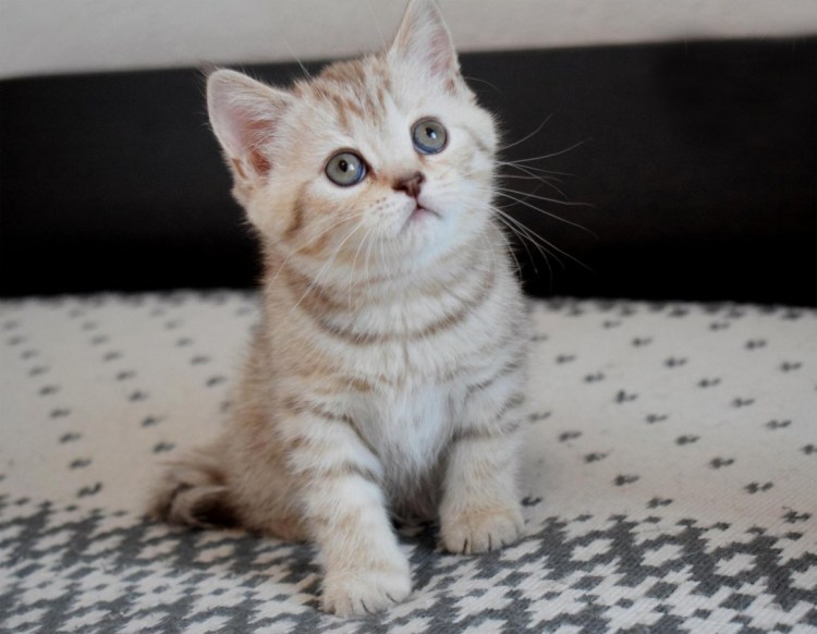 Шотландская прямоухая короткошерстная скоттиш-страйт