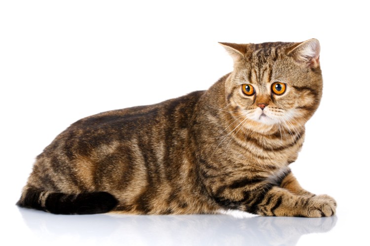 Шотландская вислоухая страйт