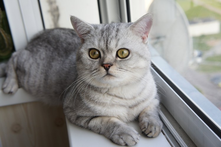 Шотландская страйт прямоухая