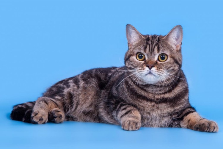 Шотландская скоттиш страйт кошка