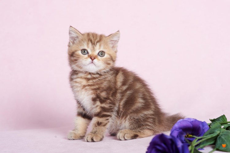 Скоттиш страйт серый