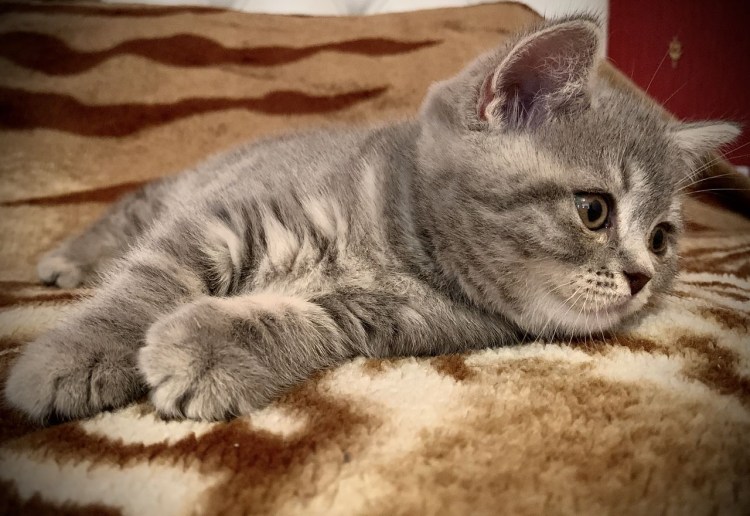 Шотландский кот страйт