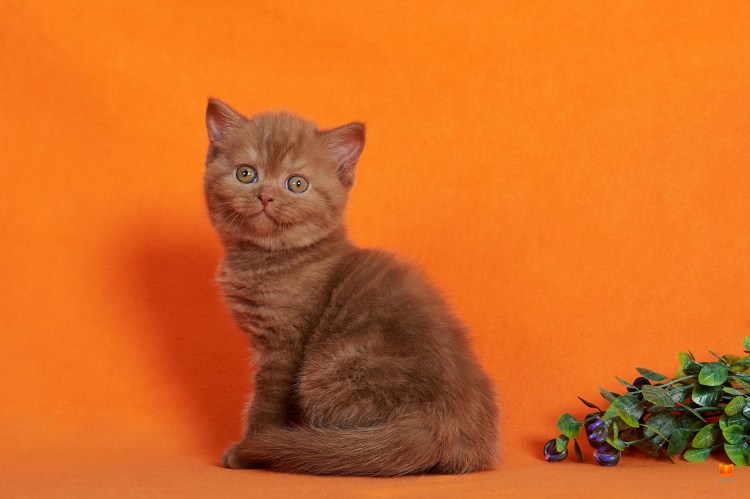 Скоттиш-страйт Шотландская черепаховая