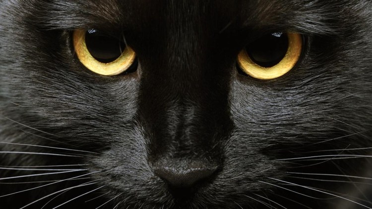 Черная кошка