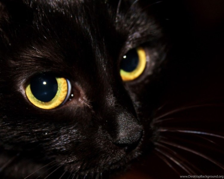 Черная кошка с янтарными глазами