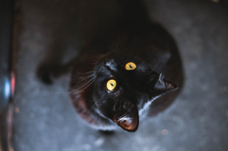 Чёрный кот с жёлтыми глазами порода