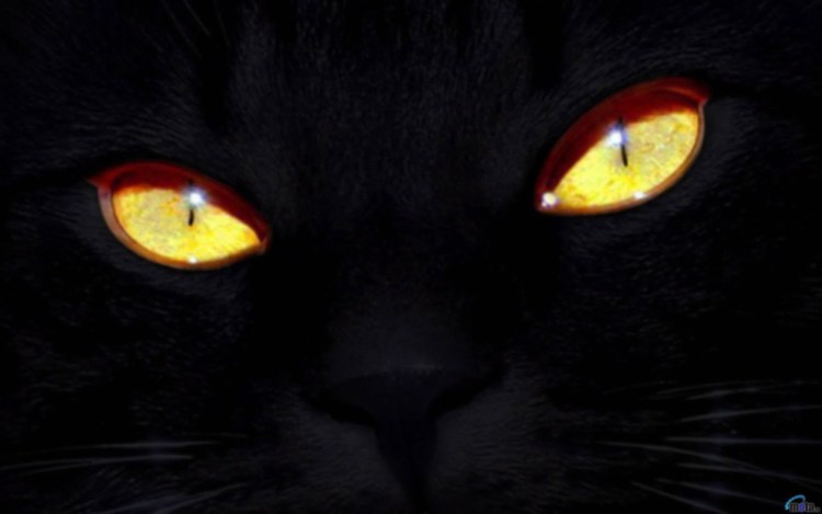 Черный кот с желтыми глазами