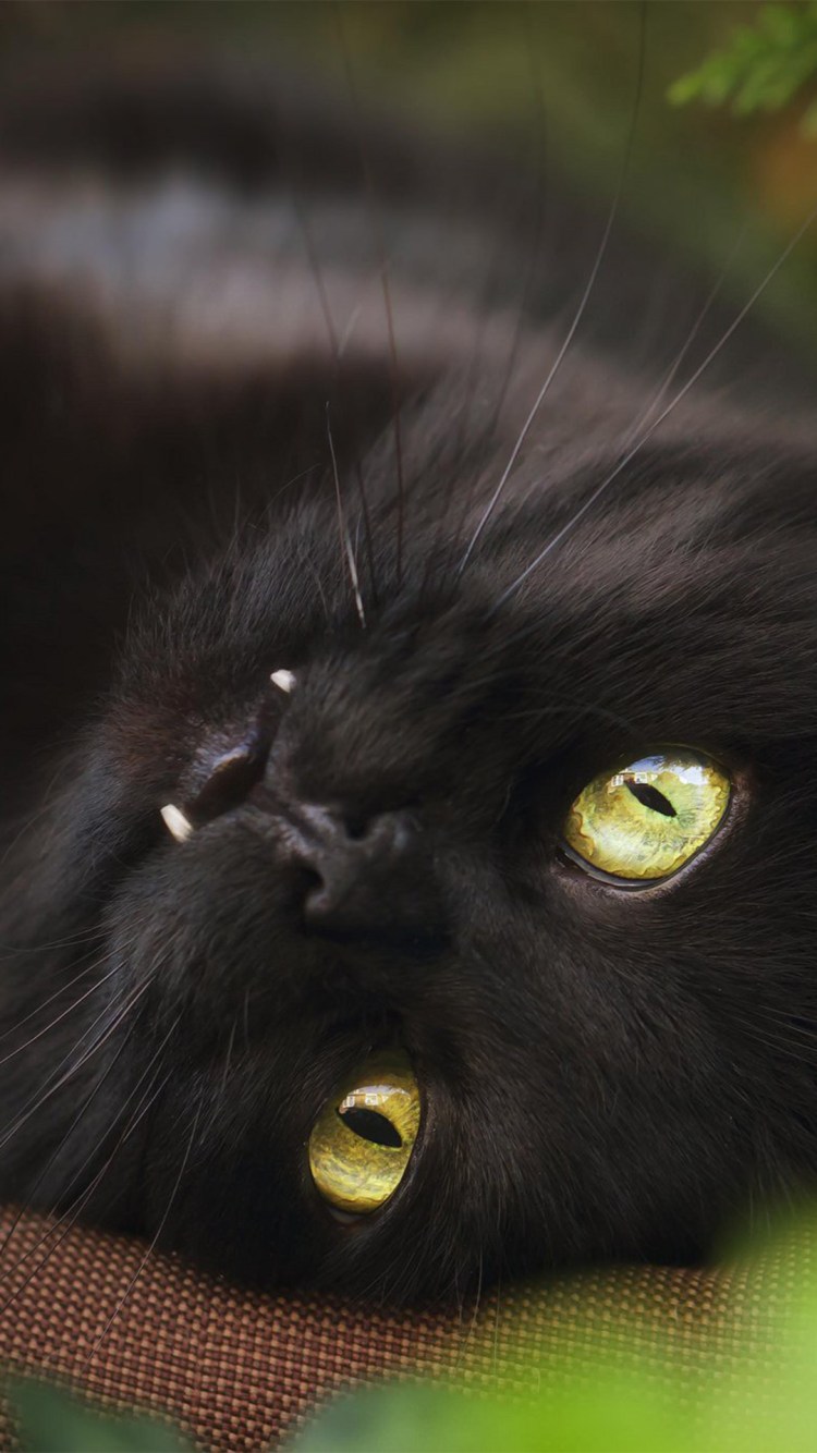 Черные коты