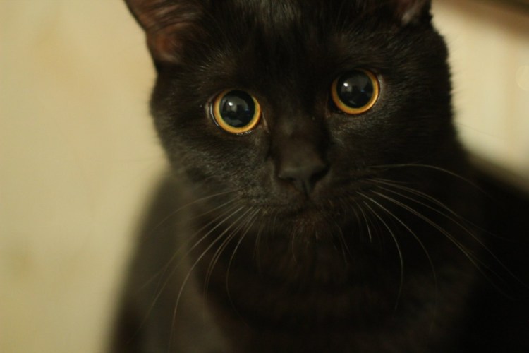 Черный кот с желтыми глазами