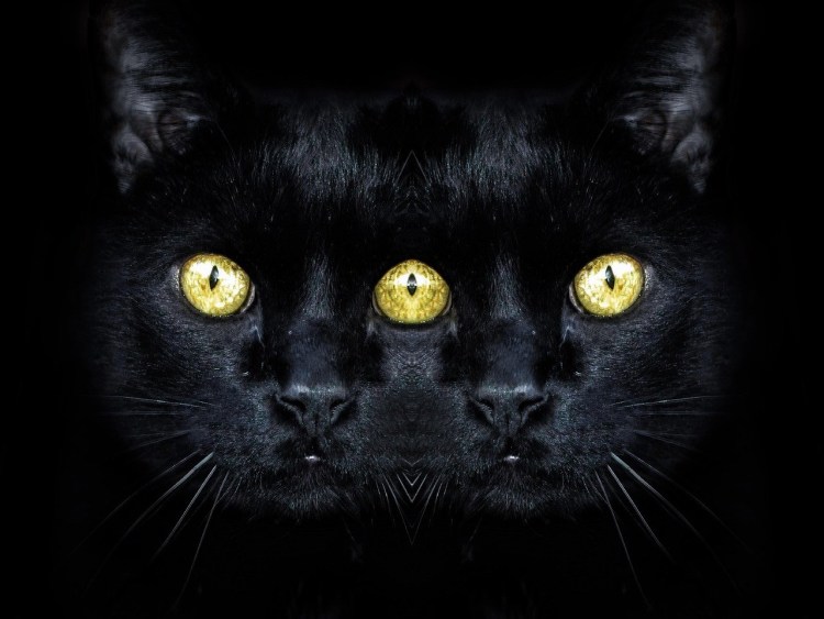 Обычный черный кот