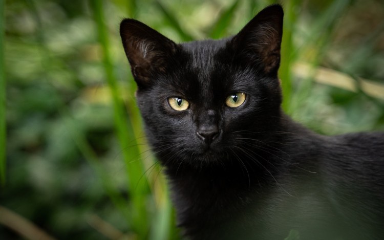 Британская Бомбейская кошка